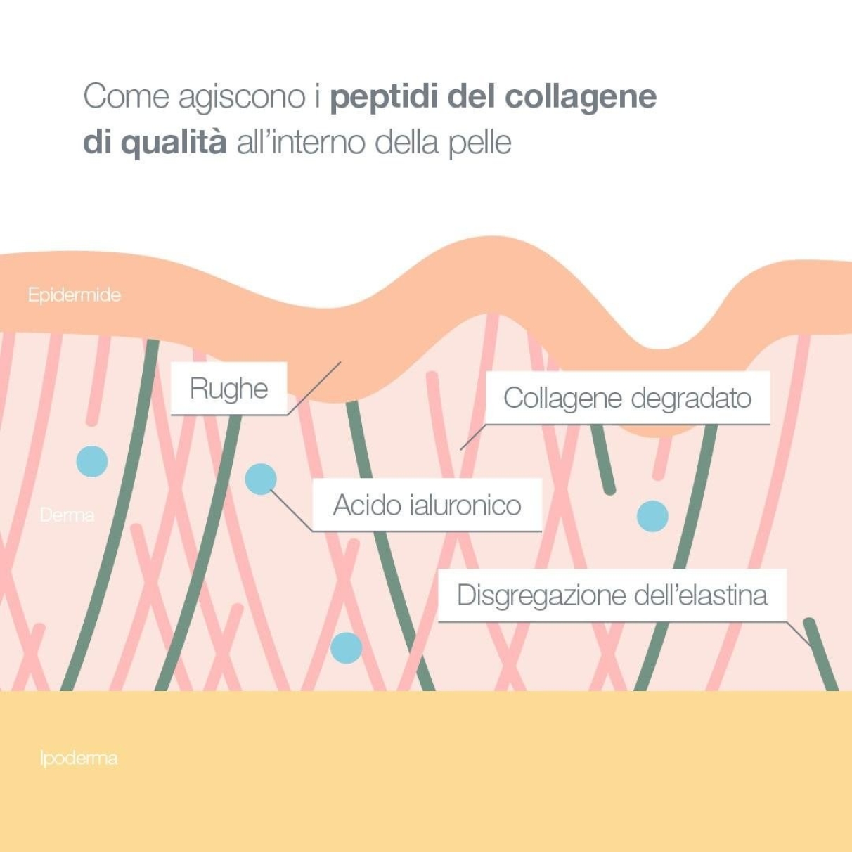 Collagene da bere: cosa sapere